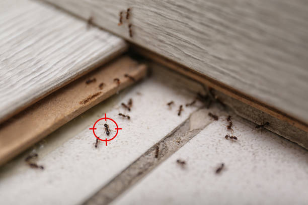 Reliable Crooked River Ranch, OR Pest Control Solutions